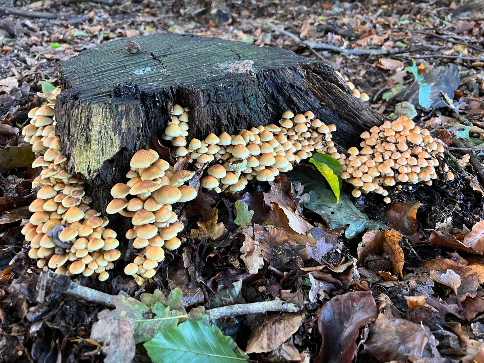 Veluwe Park Reewold Chalet Talisman Putten Exteriör bild